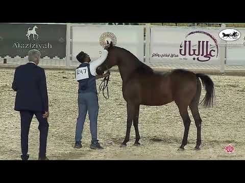 N 247 MUBDEAT AL KHALEDIAH   The Arabian Horse Show for local Breeders 2022   Mares 4 6 Years Old Cl