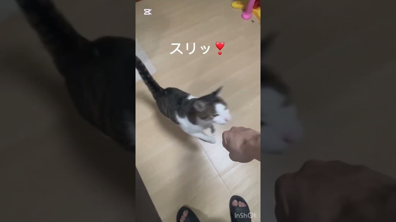 ハイタッチする猫#保護猫#野良猫#cat