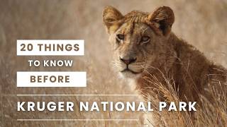 KRUGER NATIONAL PARK TIPS - 20 Things to Know Before You Go