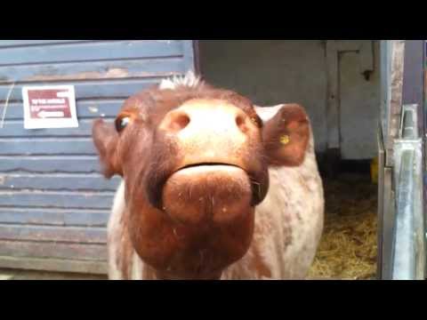 download lagu mp3 mp4 Mad Cow Sound, download mp3 Mad Cow Sound free download, download mp3 Mad Cow Sound