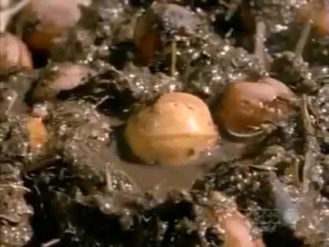 The Seedy Side of Plants ★ Animals Channel HD