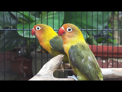 Lovebird Chirping Sounds 7 Hours - Olive Fischer Pair