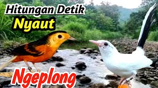 Download lagu Terapi Murai Batu Hutan Liar & Aliran Sungai | Wild Nature Soundscape mp3