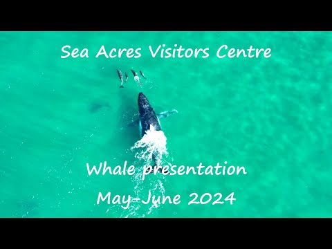 Sea Acres Visitors Centre whale video compilation May-June 2024