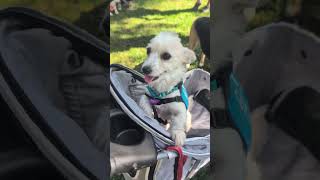 Video preview image #1 Chihuahua-Unknown Mix Puppy For Sale in San Bernardino , CA, USA