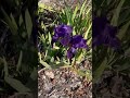 Purple Iris