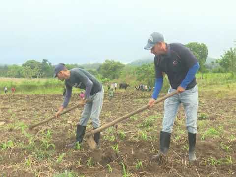 Jornada de trabajo voluntario en saludo al Primero de Mayo en Taguasco