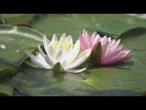 スイレン アルバ