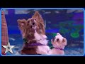 Dancing dogs The Trickstars bring a performance as SWEET as candy! | Semi-Finals | BGT 2024