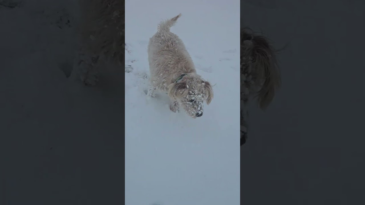 Enlarge Mr. Willis, an adopted mixed breed in Salt Lake City, UT video 4/4