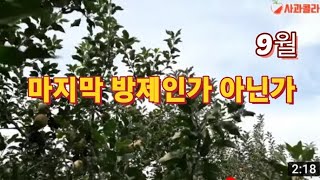 [사과재배] 9월이 최종 결과물이 좋은지 나쁜지  결판나다