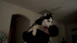Burping husky