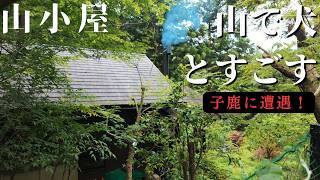 雨上がりの山小屋へ｜犬と散歩していたら鹿の親子に出会った