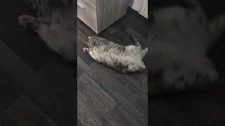 fröhliches Kätzchen #cat #catlove #kitten #cute #pokemon #kitty #katzenliebe