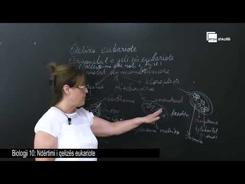 Ndërtimi i qelizës eukariote | Biologji 10