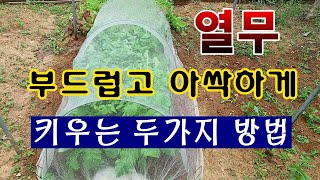 [텃밭농부. 1,072]  열무를 부드럽고 아싹하게 키우는 두가지 방법 #열무재배