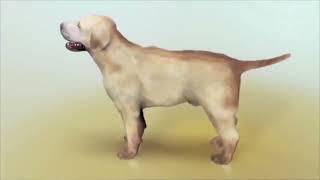 Comment appliquer un anti-puce liquide pour chats et chiens