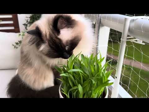 Bonnie eats some popcorn grass