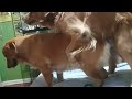 Dog Porn Golden Retriever