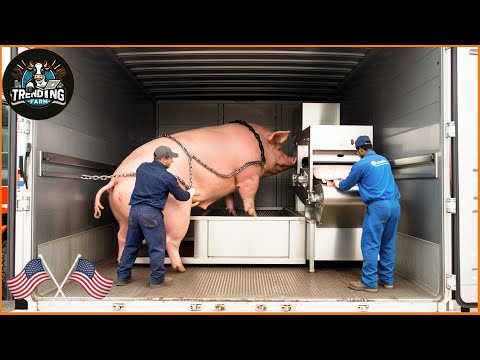 Inside a Modern Pig Processing Plant – How Pork is Prepared for the Market | Processing Factory #pig