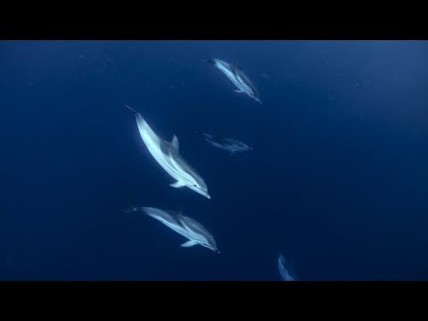 Dolphins in Messina Straits- Pilgrim Sailing