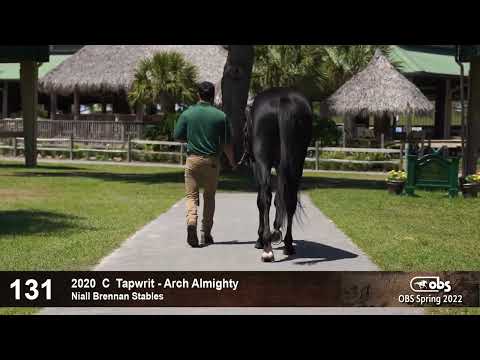 HIP 131 Tapwrit - Arch Almighty 20 C.