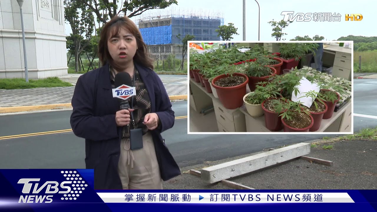 怪味飄社區!警獲報查扣500株 上億大麻