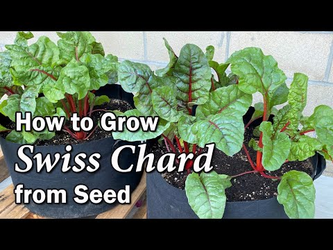 , title : 'How to Grow Swiss Chard from Seed in Containers and Garden Beds | Easy Planting Guide'