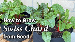 How to Grow Swiss Chard from Seed in Containers an