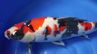 video van Ginrin Showa 2305005