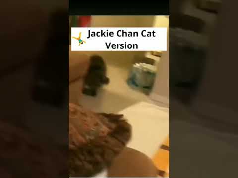 Jackie Chan Cat Version #shorts