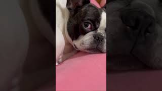上目遣いで様子を伺うワンコ🐶 #shorts