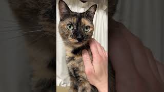 サビ猫をかわいい可愛いするだけの動画