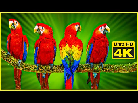 Colorful Macaw Parrots - Relaxing Music With Colorful Birds- 4K TV Screensaver