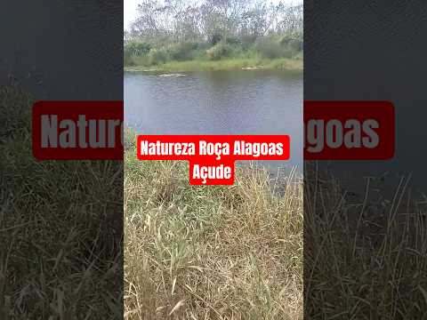 #Natureza #Roça #Alagoas #Açude