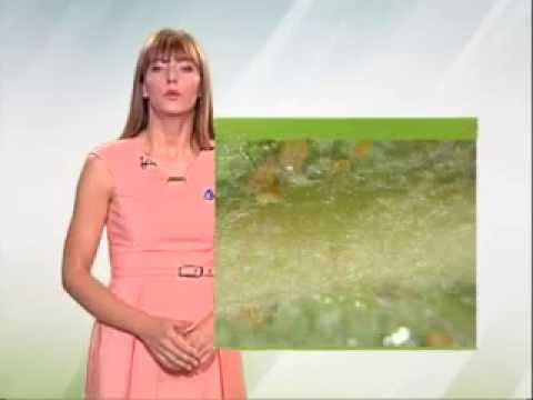 Zelena prognoza, 30.7.2015. - O stanju u zasadima krušaka