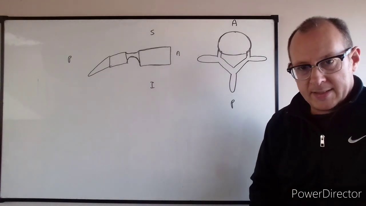 Teórico N° 22 Columna vertebral. Vértebra tipo. Columna  cervical. Articulaciones  Dr.  Esborrat