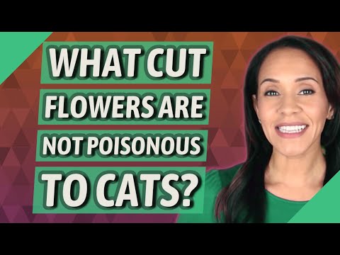 What cut flowers are not poisonous to cats?