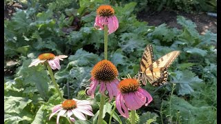 Visitors to our Herb Garden