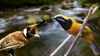 Download lagu CILILIN vs CUNGKOK jeda gemercik air mp3 Download lagu CILILIN vs CUNGKOK jeda gemercik air mp3