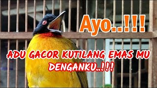 Download lagu KUTILANG EMAS GACOR FULL VARIASI SUARA ASLI @AnakDesaKicau mp3 Download lagu KUTILANG EMAS GACOR FULL VARIASI SUARA ASLI @AnakDesaKicau mp3