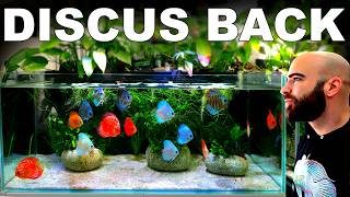 Did I Make The Right Choice... Discus Back