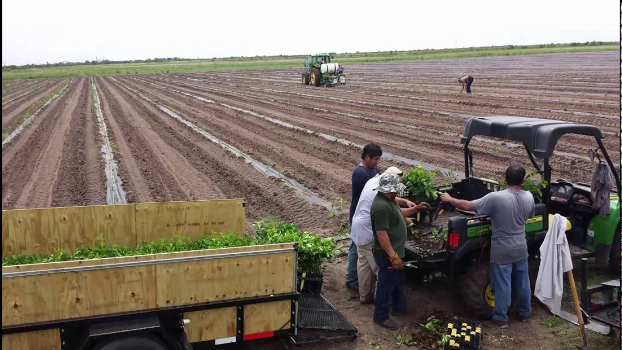 The New Citrus Outlook--Dr. Skaria (June 2016)