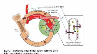 Desarrollo del aparato cardiovascular - Parte 1