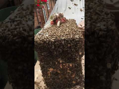 Baz's hobbies - 26Z - Honeybees and The Sound of Summer