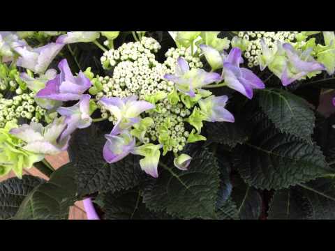 download lagu mp3 mp4 Hortensia Macrophylla Rouge, download lagu Hortensia Macrophylla Rouge gratis, unduh video klip Hortensia Macrophylla Rouge