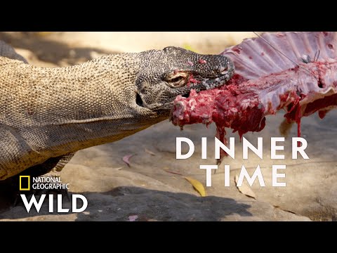 Feeding The Komodo Dragon