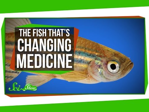 改变现代医学的小鱼（The Tiny Fish That's Changing Modern Medicine）