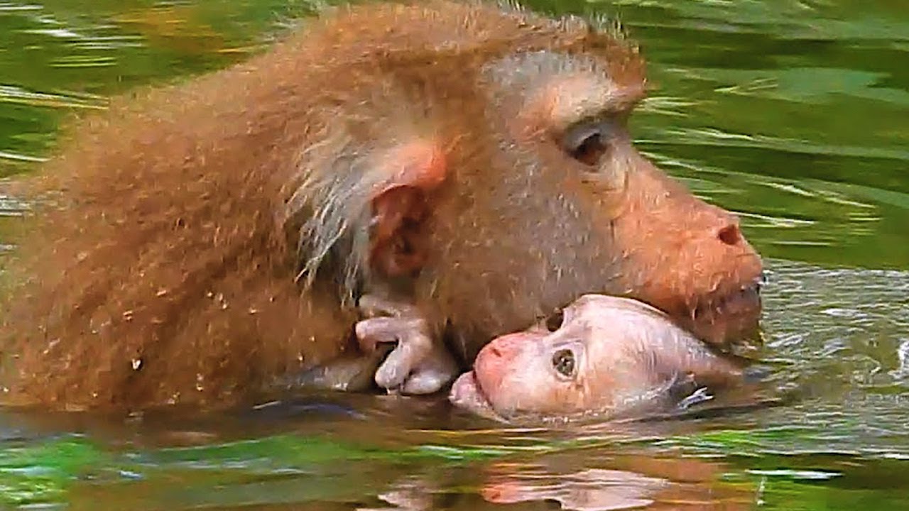 Young Mother Hug Her Baby Take Bath In Natural Pool, Nat Geo Wild, BBC earth, Animal, Nature