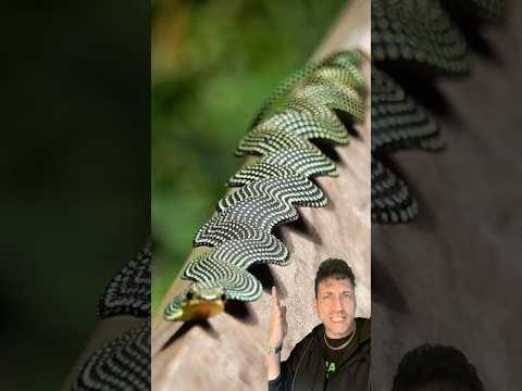 Flying Snake actually exist 👀